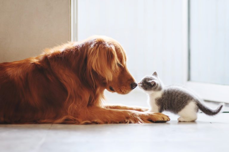 Dog and kitten touching noses together